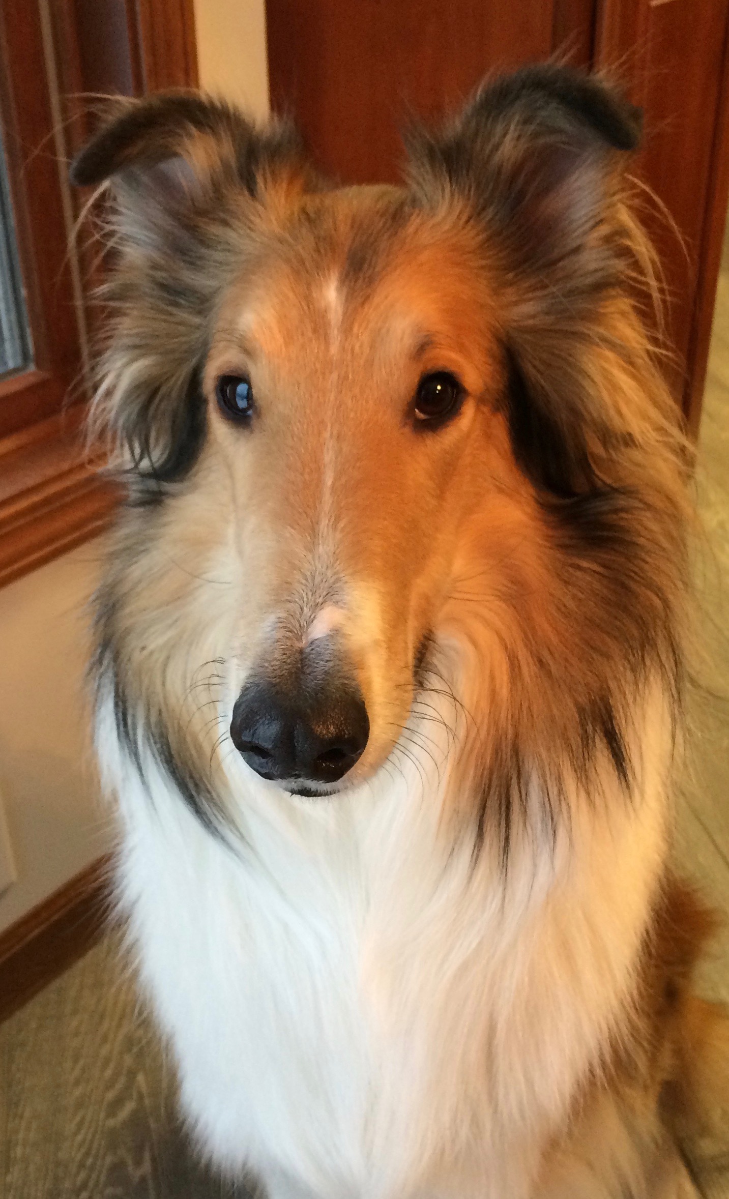 Becoming A Celebrity Canine Agent