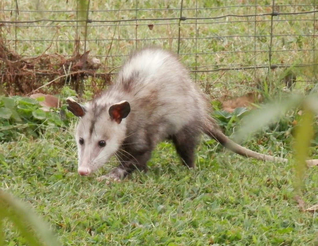 Playing Possum and Other Myths of the Animal Kingdom