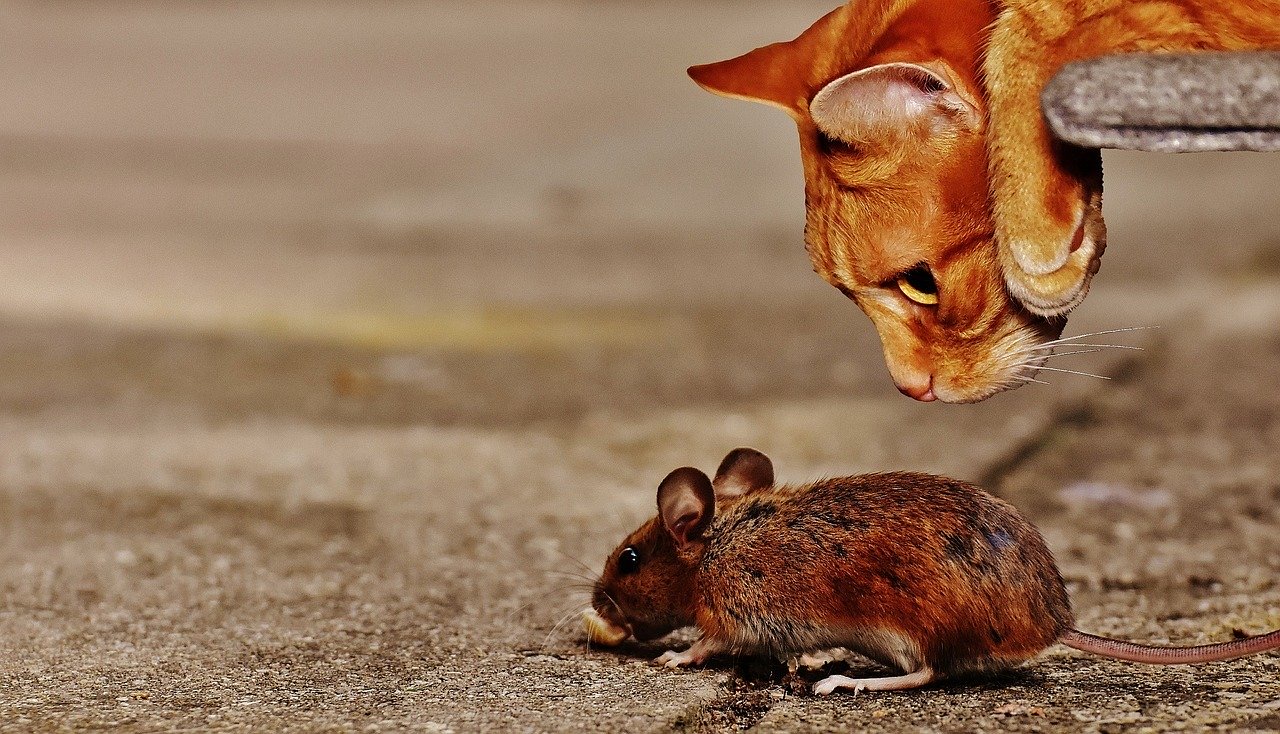 Cats, Mice and Olympic Ambition