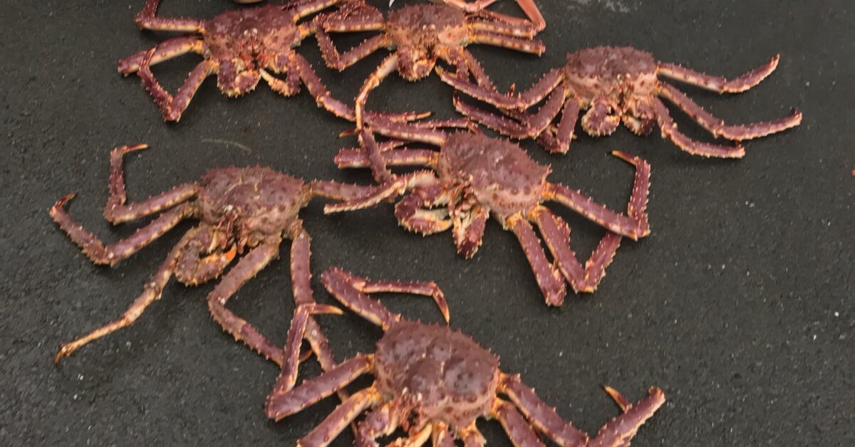 The Quest for King Crab